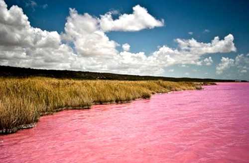 В другое время года розовый цвет чуть менее насыщен