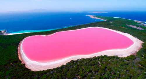 В другое время года розовый цвет чуть менее насыщен
