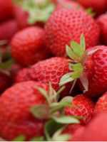 Многие формы старых, запущенных экзем успешно вылечивались земляникой