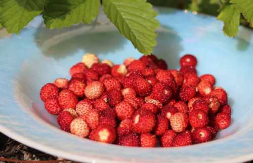 Можно ли беременным землянику: полезнее свойства,