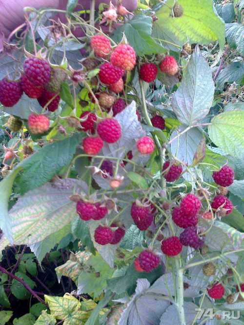 Там малина в состоянии дать два урожая за сезон вегетации