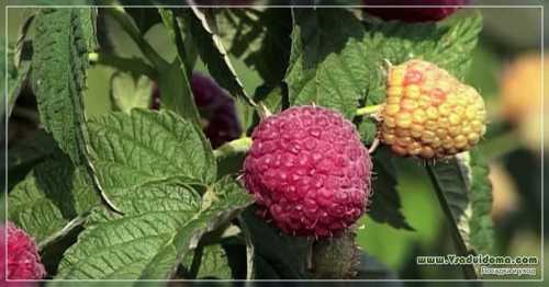 Ремонтантная малина фото: уход  и посадка, как