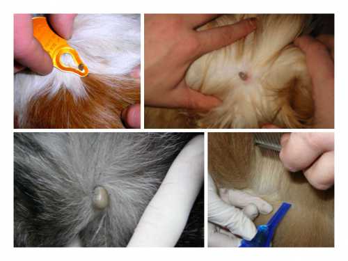 Животное и не подозревает о том, что с ним происходит, недомогания приходят лишь через некоторое время