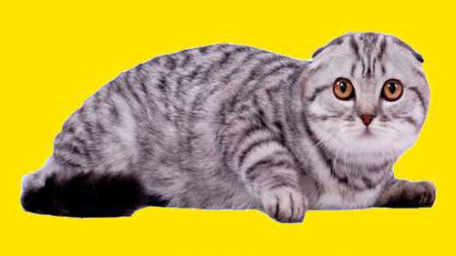 Шотландские кошки: все за и  за