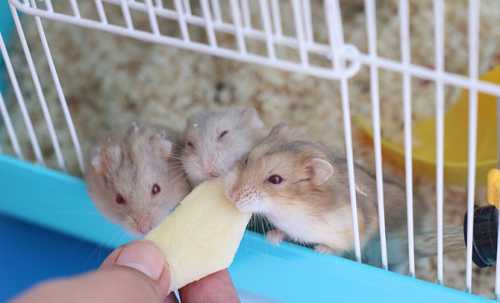 А ветви хвойных деревьев грызунам нельзя, потому что в них содержится смола, вредная для хомяков