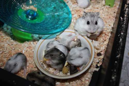 Чем кормить джунгарского хомяка в домашних условиях