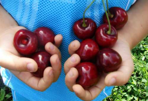 Лучшие сорта вишни: как выбрать вишню для средней