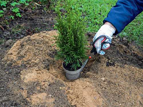 После того как появятся настоящих листика, можно рассаду пересаживать или в горшки, или на грядку