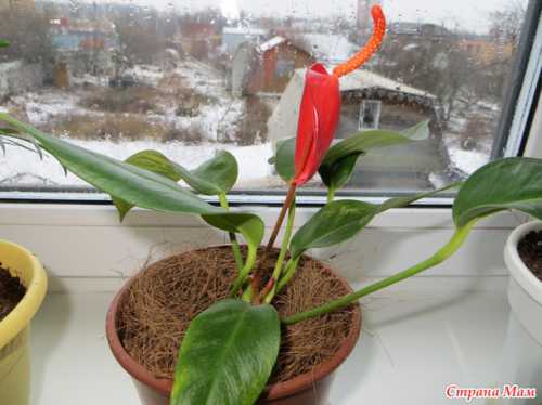 Важно лишь следить за тем, чтобы в нижней емкости не пересыхала влага и периодически дополнять ее