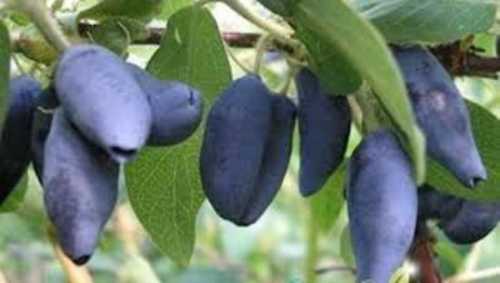 Не менее полезны маски для волос, которые помогут увеличить объем шевелюры и замедлить процесс облысения