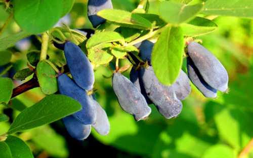 В таких ситуациях достаточно съесть несколько ягод и постепенно общее состояние больного улучшится