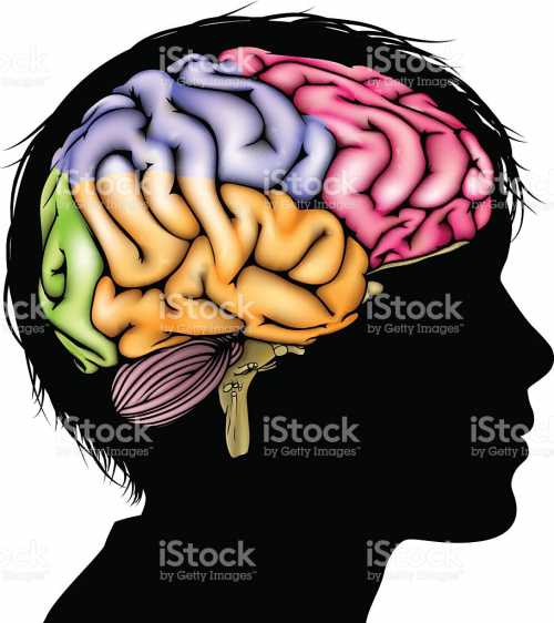 Пики всплесков приходятся на различные временные интервалы, соответствующие наиболее продуктивным этапам развития мозга