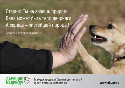 Цитаты и мысли: Дворовых собак