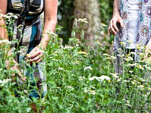 Сначала следует заметить, чтоесть несколько способов сушки лекарственных растений в тени, на солнце и с искусственным подогревом