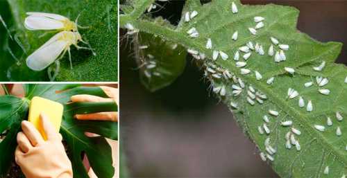 Вредители комнатных растений и как обезопасить