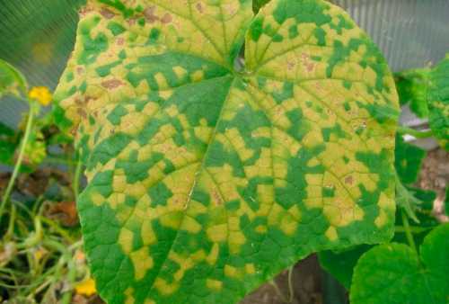 Грибки, вызывающие образование пятен на листьях