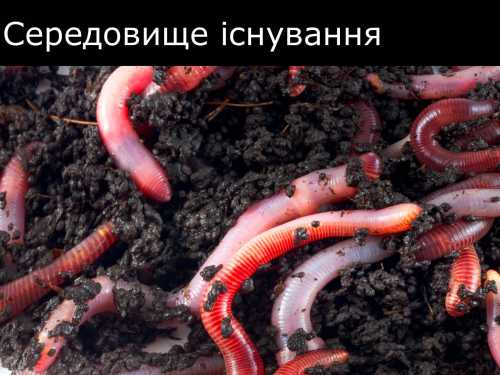 Экстрасенс