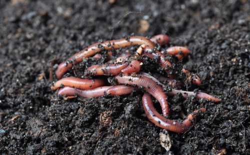 Видеть дождевых червей к путешествию и легкой дороге