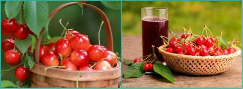 При кровотечениях из носа или ссадинах используйте водный отвар на вишневых листьях