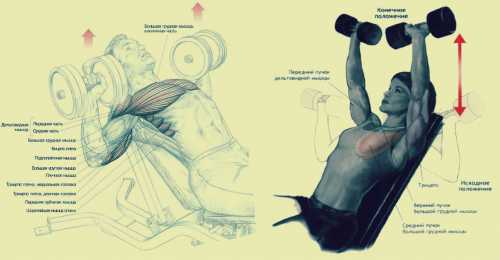 Постоянно контролируй положение тела оно должно составлять ровную линию, не прогибаться ни вверх, ни вниз