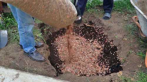 Сильная омолаживающая обрезка необходима кустам, достигшим лет