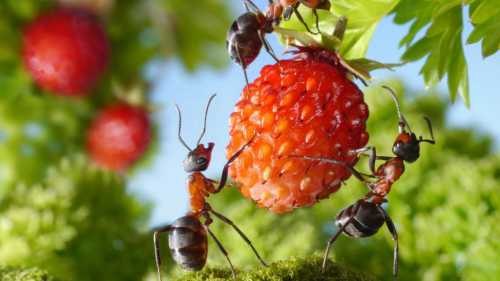 Борьба с муравьями на садовом участке