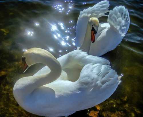 Чтобы в душу лебеди летели