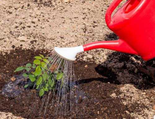 Подкормка роз весной