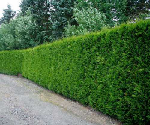 Если же присутствуют признаки поражения грибными болезнями, срежьте пораженные части ветвей до здоровой древесины или просто удалите все растение