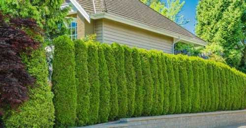 Живая изгородь на вашем садовом участке