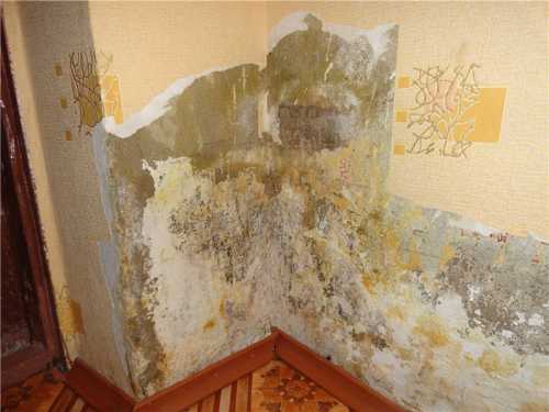 Белизна продукт советской химической промышленности, предназначен для отбеливания тканей, но может бороться и с черным грибком