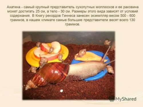 Улитки ахатины, содержание в домашних условиях,