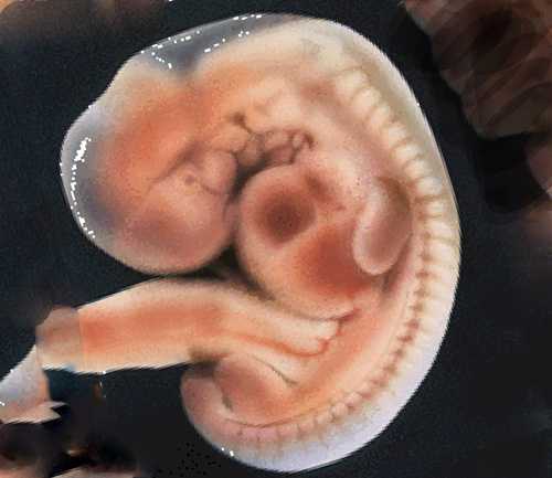 На учёт в женскую консультацию можно вставать либо по месту жительства, либо по месту фактического проживания