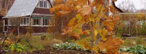 Советы по обрезке