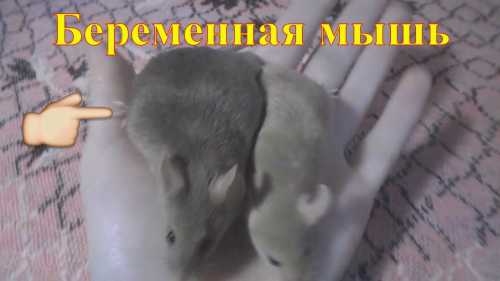 Живой уголок