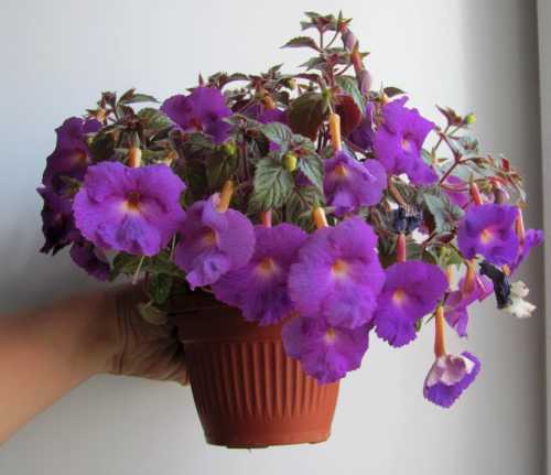 Обязательно следует использовать дренаж