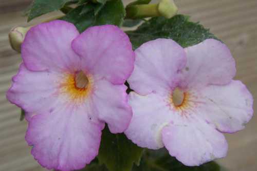 В этой ситуации возможны следующие варианты установка в помещении приборовувлажнит елей, аккуратные опрыскивания возле цветка, а также установка горшка на поддон, заполненный галькой или мхом сфагнумом, постоянно увлажняемыми