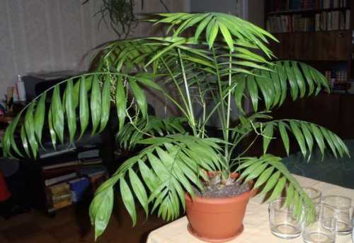 Для этих целей используется керамзит, битые черепки или кирпичи