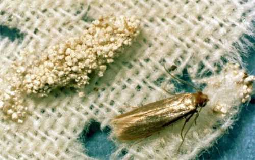 Приобретите большой мешок крупы или муки и оставьте его храниться на черный день, такие припасы очень пригодятся пищевой моли