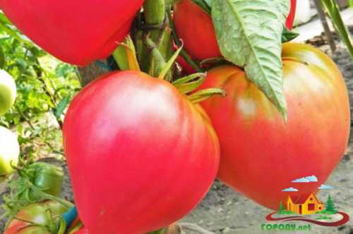 Количество плодов в одной кисти от до