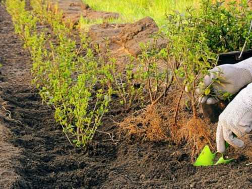 Перед высадкой черенков в грунт их вымачивают в растворе стимулятора роста на протяжении часов