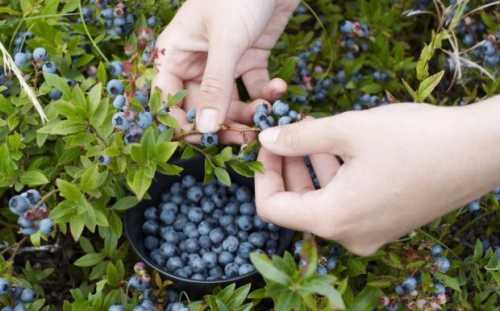 Кальций, в больших количествах содержащийся в листьях, поучаствует в формировании здорового скелета, а железо поможет синтезировать достаточно эритроцитов, дабы обеспечить все клетки молодого организма достаточным количеством кислорода