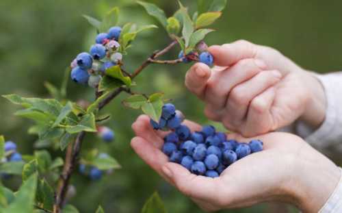 Польза голубики, возможный вред, кому  голубику