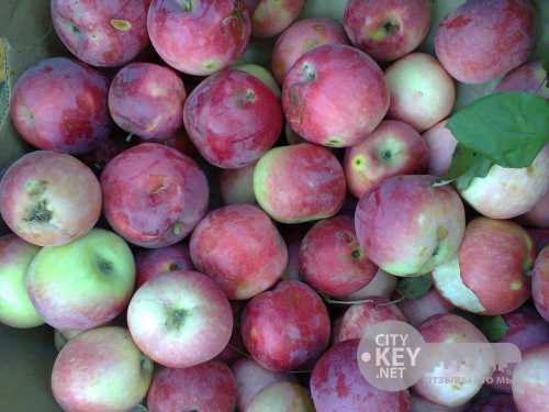 Сорт томата