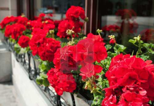 Обрати внимание на то, что после весенней обрезки герань зацветет чуть позже обычного, однако результат тебя приятно порадует