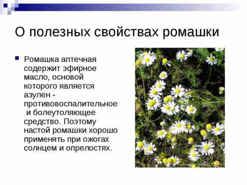 Ромашка: в чём её польза и вред, кому её очень