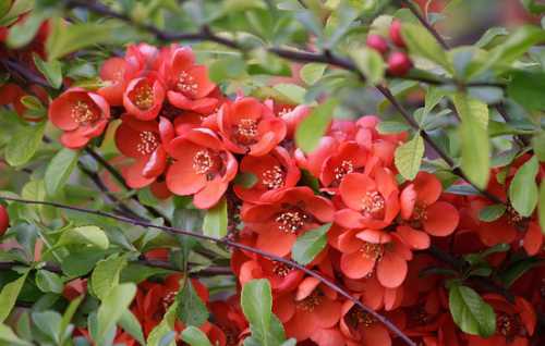 Хоть айвовое деревце довольно неприхотливо, оно нуждается в регулярном уходе