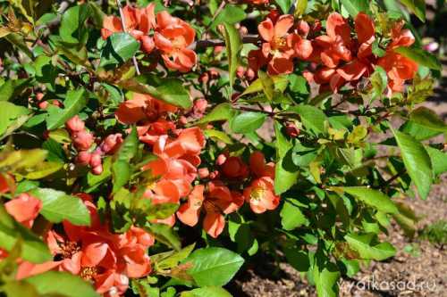 Однако если ваш кустарник растет вместе с другими плодовыми деревьями, то избежать атаки паразитов вряд ли удастся