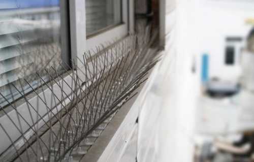 Как избавиться от голубей на балконе навсегда