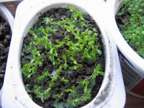 Посадка колокольчика садового: посев семенами,